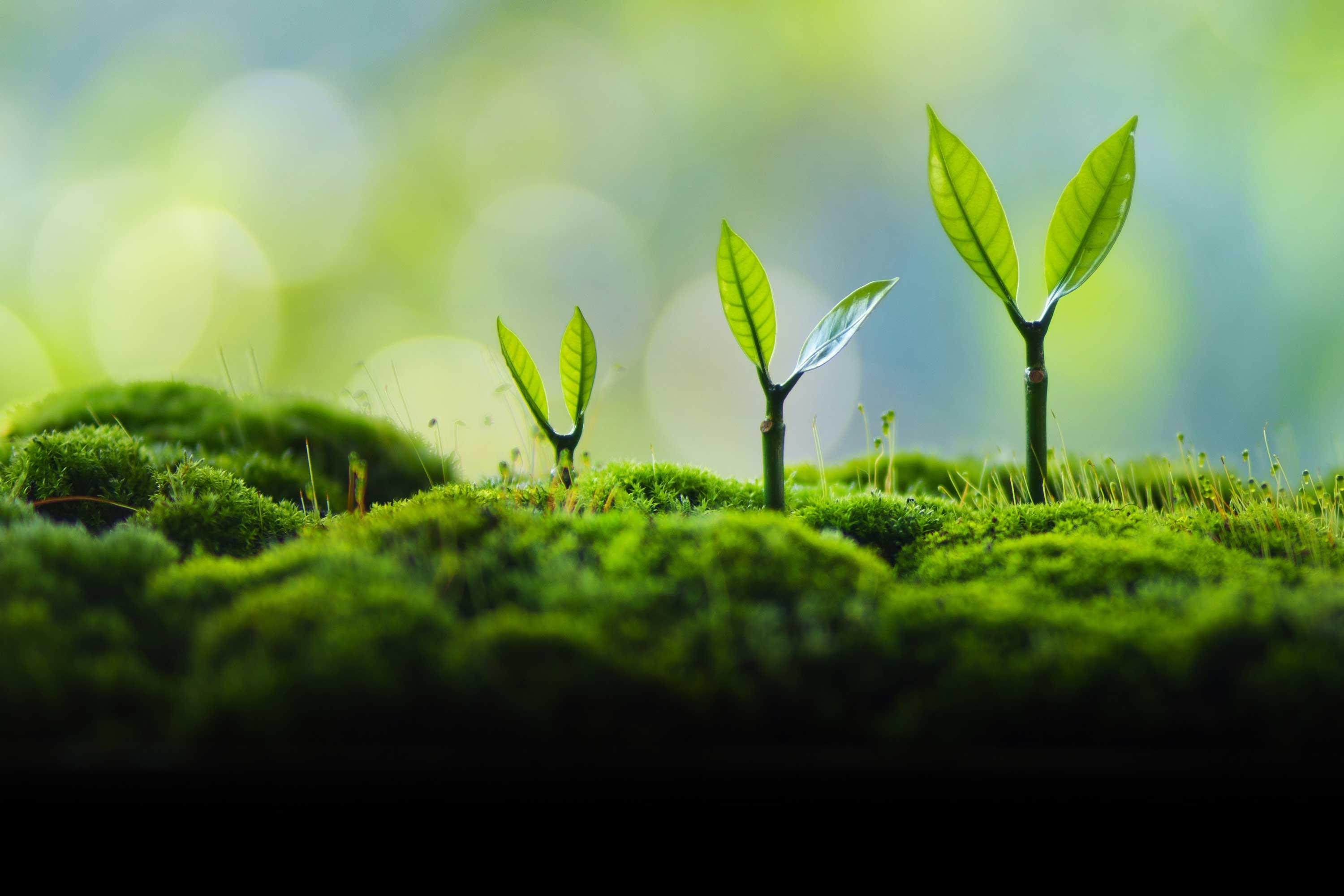 Enables remediation of contaminated lands and recovers value in same process